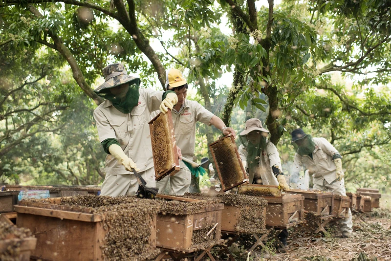 Trang trại nuôi ong đạt chuẩn của Honeco.