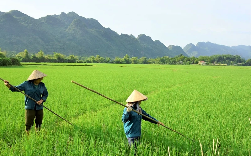 Lao động nữ khu vực nông thôn đang phải đối mặt với nhiều khó khăn trong canh tác nông nghiệp.