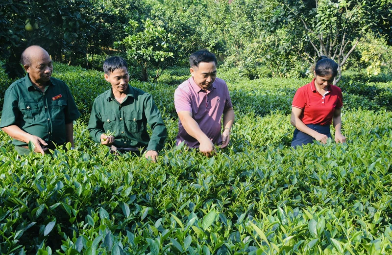 Hướng dẫn bà con thu hái chè sạch tại vườn. 