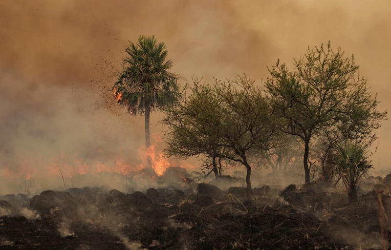 Một vụ cháy rừng ở Argentina. Ảnh: Reuters