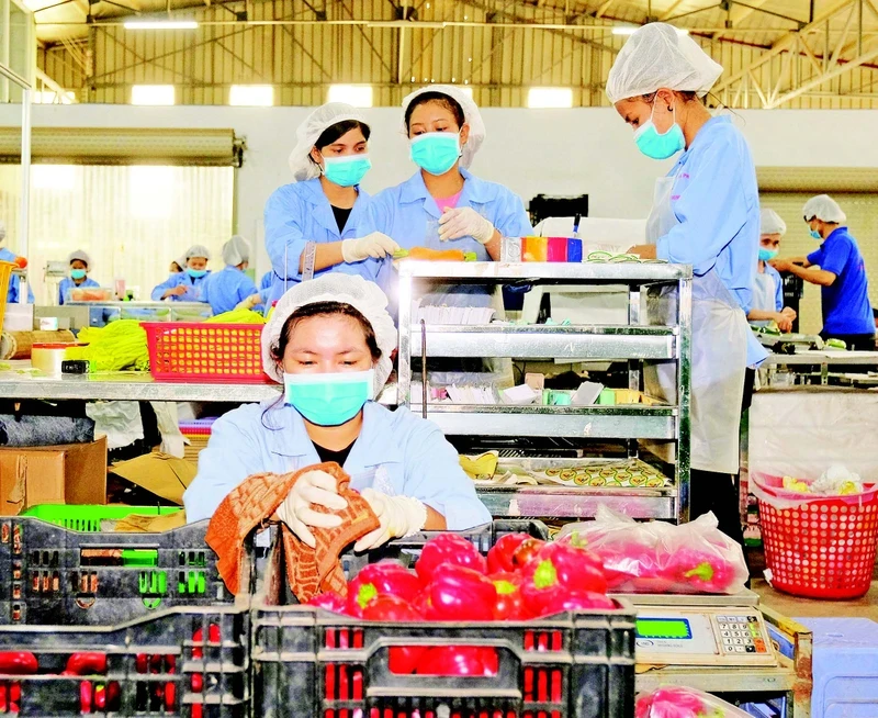 Sơ chế rau quả xuất khẩu tại Công ty TNHH sản xuất thương mại nông sản Phong Thúy, tỉnh Lâm Đồng. (Ảnh ANH TUẤN)