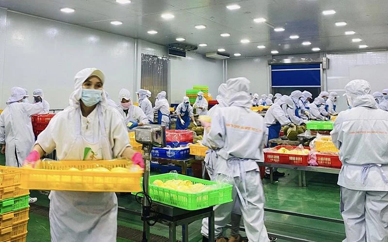 Sơ chế sầu riêng xuất khẩu tại Công ty TNHH xuất nhập khẩu trái cây Chánh Thu (tỉnh Bến Tre). (Ảnh HÀ AN)