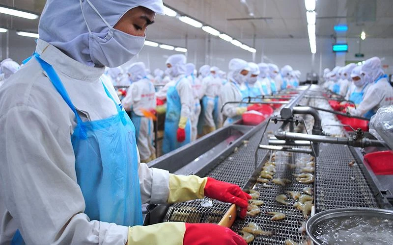 Dây chuyền chế biến tôm đông lạnh tại Tập đoàn Minh Phú (Cà Mau).