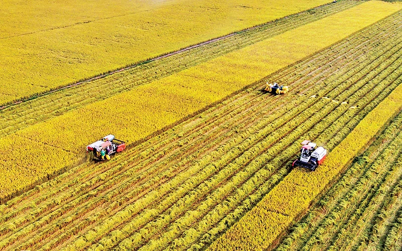 Việt Nam đã khẳng định được vị thế có thể làm ra được gạo có phẩm cấp cao. Ảnh: Lê Hoàng Thái