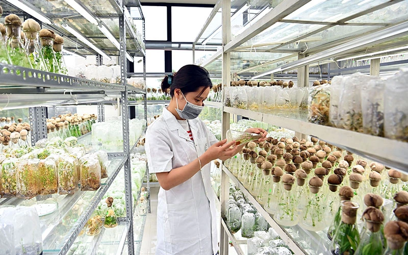 Kỹ sư Trung tâm Nghiên cứu nguồn gien và giống dược liệu quốc gia (Viện Dược liệu) kiểm tra cây trong phòng thí nghiệm. (Ảnh DUY LINH)