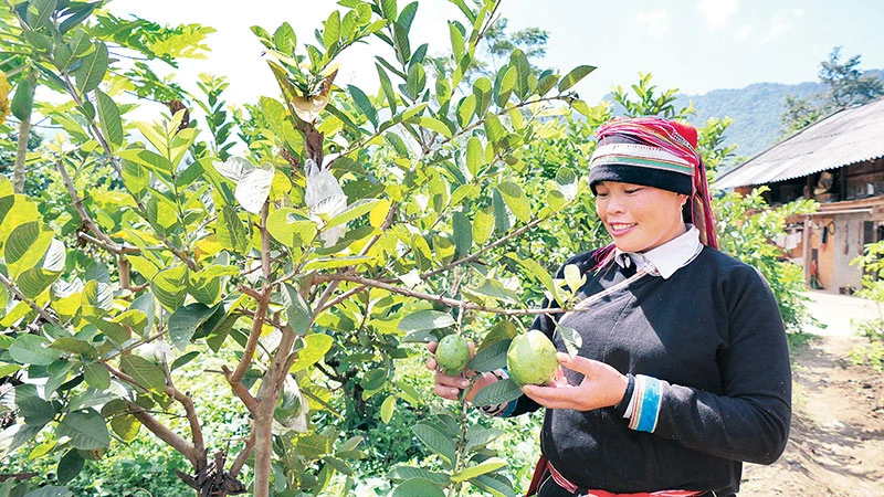 Chương trình cải tạo vườn tạp giúp người dân thôn Nặm Đăm, xã Quản Bạ, huyện Quản Bạ thoát nghèo.