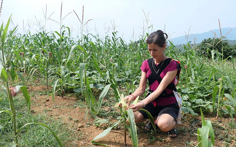Nương ngô của gia đình chị Hoàng Thị Làn, thôn Bản Mán, xã Phong Quang, huyện Vị Xuyên không có khả năng cho thu hoạch do nắng hạn.