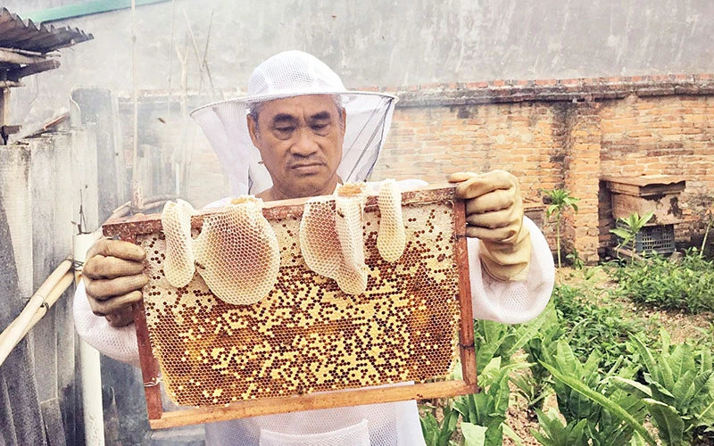 Một “cầu” ong đủ tiêu chuẩn để thu hoạch mật.