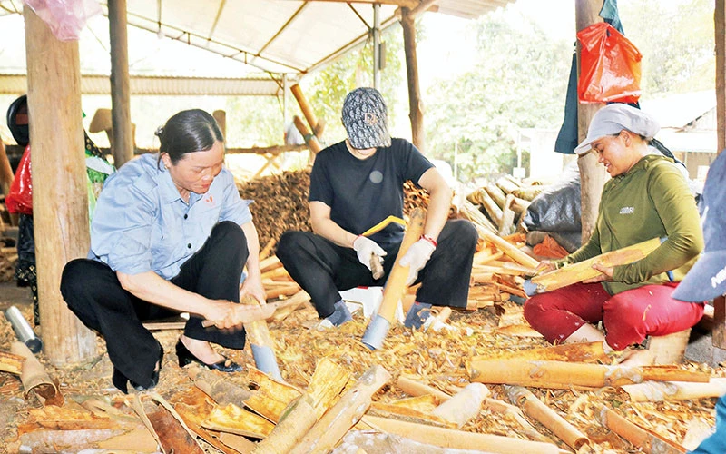 Chế biến quế tươi xuất khẩu ở HTX Tâm Hợi, huyện Bảo Thắng, tỉnh Lào Cai.