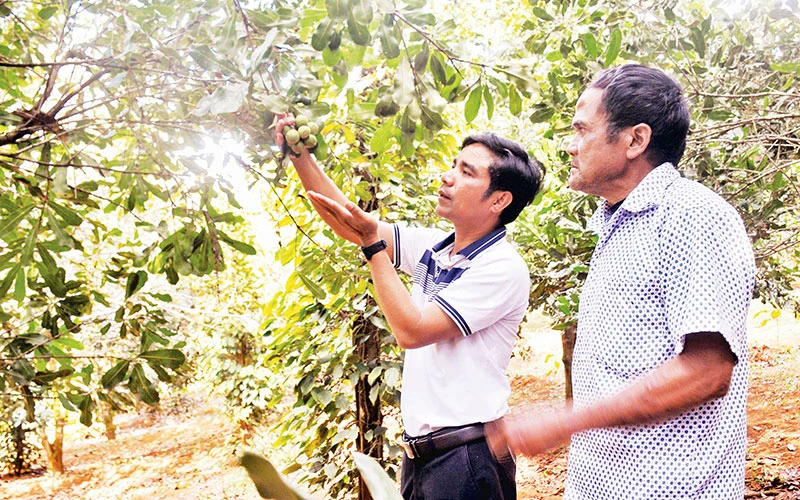 Gia đình ông Điểu Drây ở xã Quảng Trực đã thoát nghèo với mô hình mắc ca trồng thuần, cho thu nhập hàng trăm triệu đồng mỗi năm.