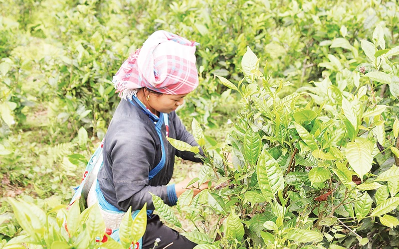 Nông dân vùng cao xã Bản Liền thu hoạch chè Shan tuyết.
