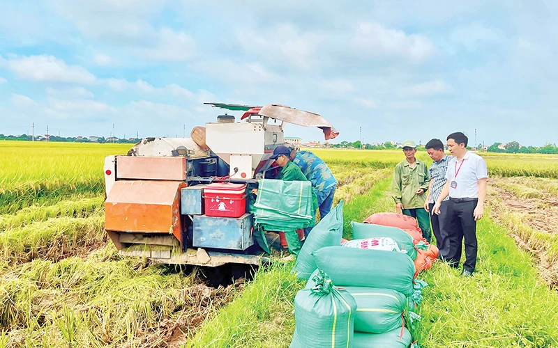 Xã viên Hợp tác xã Nam Cường, xã Khánh Cường, huyện Yên Khánh thu hoạch lúa. 
