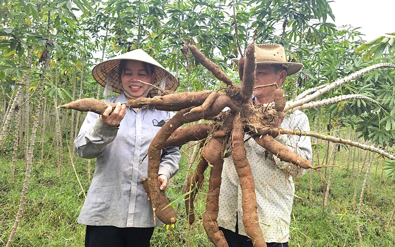Nông dân huyện Bố Trạch, tỉnh Quảng Bình thu hoạch sắn.
