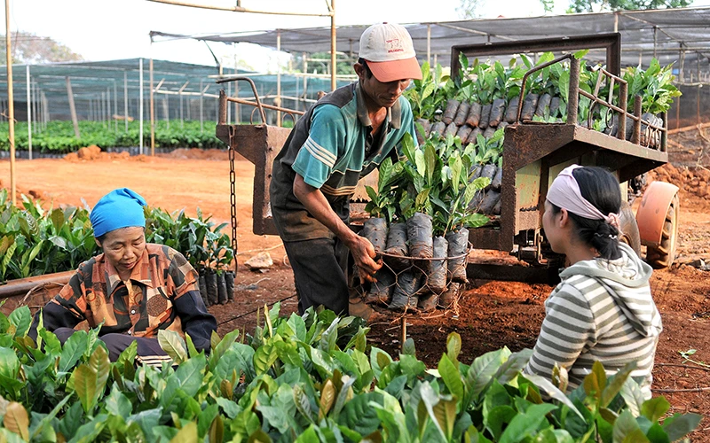 Chuẩn bị giống cây cà-phê cho vụ mới tại thành phố Buôn Ma Thuột (Đắk Lắk). (Ảnh ANH SƠN) 