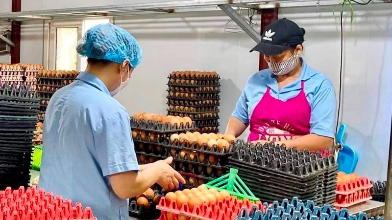 Công ty cổ phần thực phẩm Tiên Viên (huyện Chương Mỹ, thành phố Hà Nội) mở rộng sản xuất kinh doanh từ nguồn vốn tín dụng của Agribank.