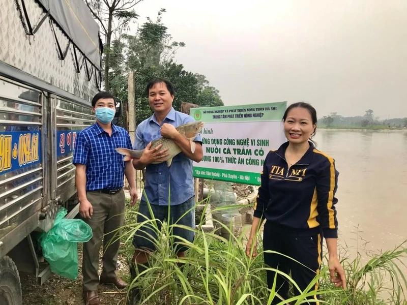 Thu hoạch cá trắm thương phẩm tại huyện Phú Xuyên (Hà Nội).