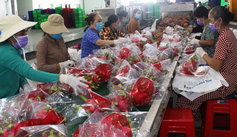 Hợp tác xã Thanh Phú Long (xã Thanh Phú Long, huyện Châu Thành, tỉnh Long An) đóng hàng thanh long xuất khẩu sang Trung Quốc. (Ảnh: PHONG THANH)
