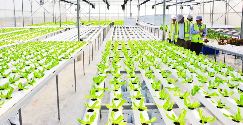 Trang trại DelcoFarm tại xã Nguyệt Đức, huyện Thuận Thành (Bắc Ninh).