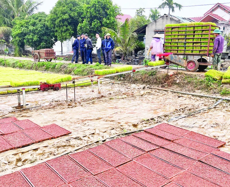 Nhiều diện tích lúa ở huyện Bình Giang được nông dân thực hiện sản xuất mạ khay và cấy bằng máy làm tăng năng suất lao động và sản lượng lúa.