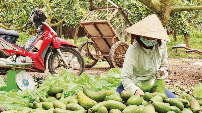 Người dân huyện Châu Đức thu hoạch và phân loại sản phẩm nông nghiệp để chuẩn bị bán ra thị trường. 