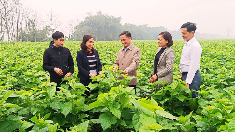 Bí thư Đảng ủy xã Việt Thành, huyện Trấn Yên (Yên Bái) Lê Thị Lụa (thứ hai từ trái sang) giới thiệu mô hình trồng dâu.
