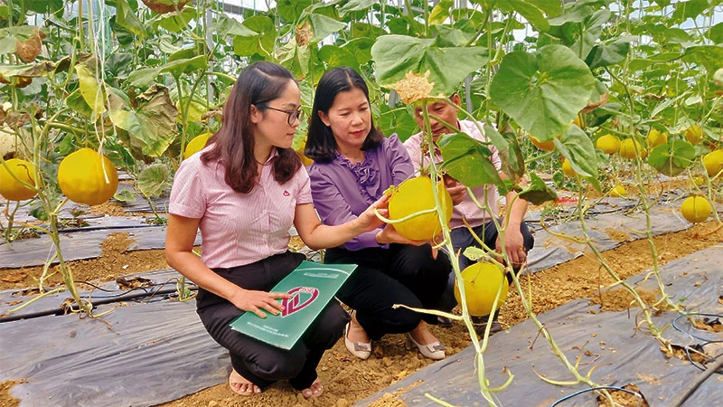 Cán bộ tín dụng chính sách kiểm tra hiệu quả nguồn vốn tại xã Ngọc Đào, huyện Hà Quảng, tỉnh Cao Bằng.