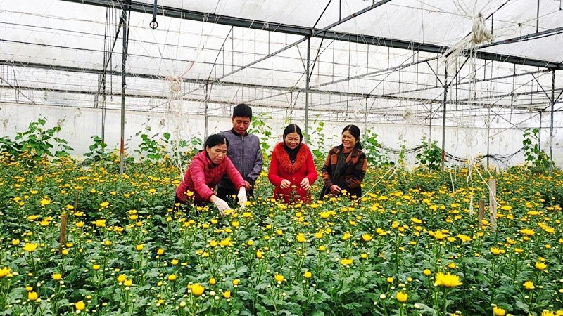 Lãnh đạo Đảng ủy xã Thạch Châu và chi bộ thôn Bằng Châu kiểm tra một mô hình sản xuất hữu cơ ở xã Thạch Châu, huyện Lộc Hà.