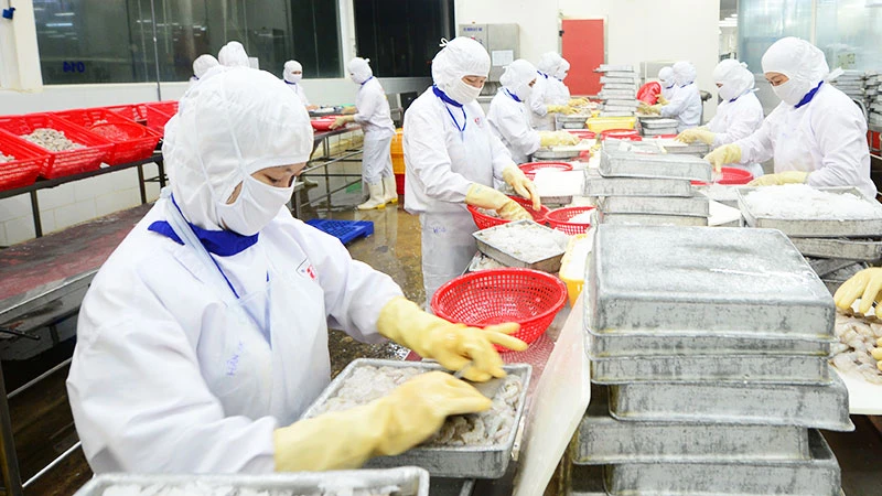 Chế biến thủy sản xuất khẩu ở Công ty cổ phần Thủy sản Cafatex (Hậu Giang). (Ảnh: TRẦN QUỐC)