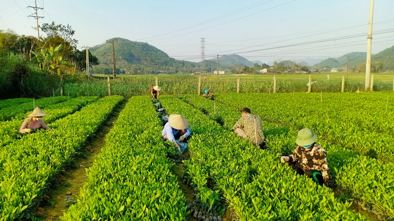 Sản xuất giống cây lâm nghiệp chất lượng cao tại huyện Phú Lương, tỉnh Thái Nguyên. (Ảnh: Văn Hùng)