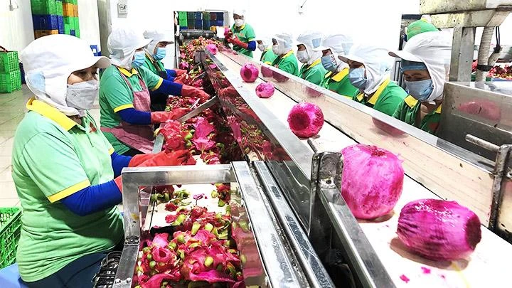 Chế biến thanh long tại Công ty cổ phần Công nghệ thực phẩm Lương Gia. Ảnh: NGUYỄN VĂN VIỆT