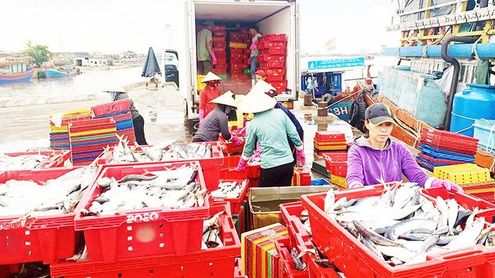 Dịp rằm tháng 7 âm lịch, nhiều tàu cá ở Quảng Bình trúng đậm.
