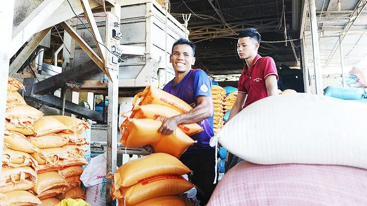 Việt Nam hiện đang xuất khẩu gạo sang 29 nước và vùng lãnh thổ. Ảnh: NAM ANH