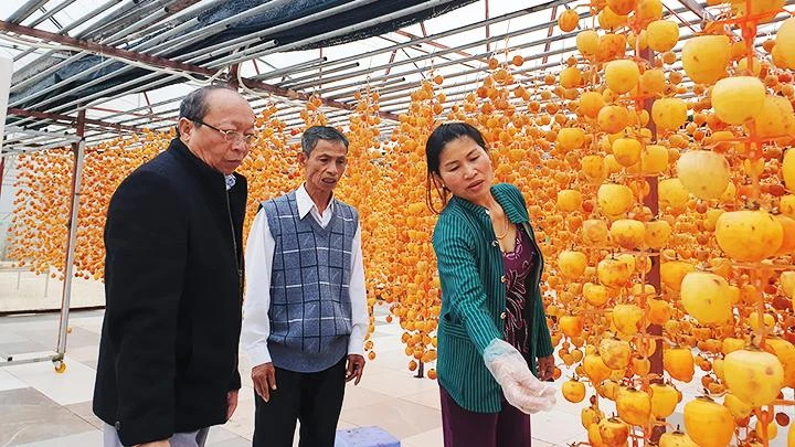 Sản xuất hồng treo gió theo công nghệ Nhật Bản.