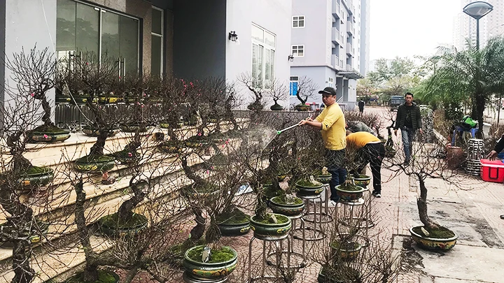 Tết đã cận kề nhưng thị trường cây cảnh vẫn khá yên ắng.