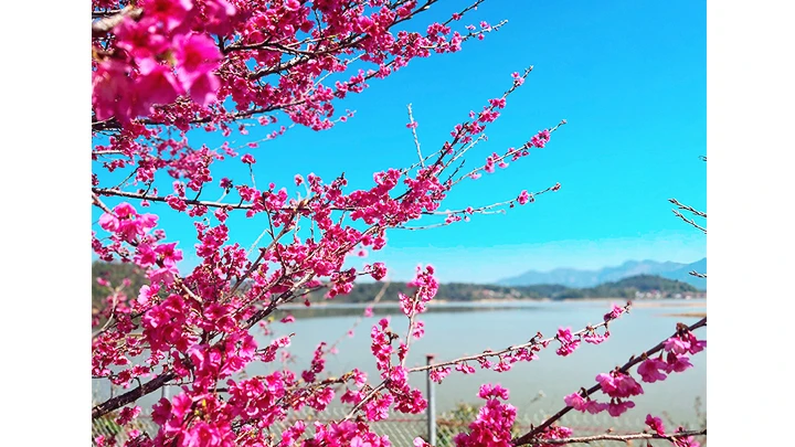 Dưới tán hoa anh đào