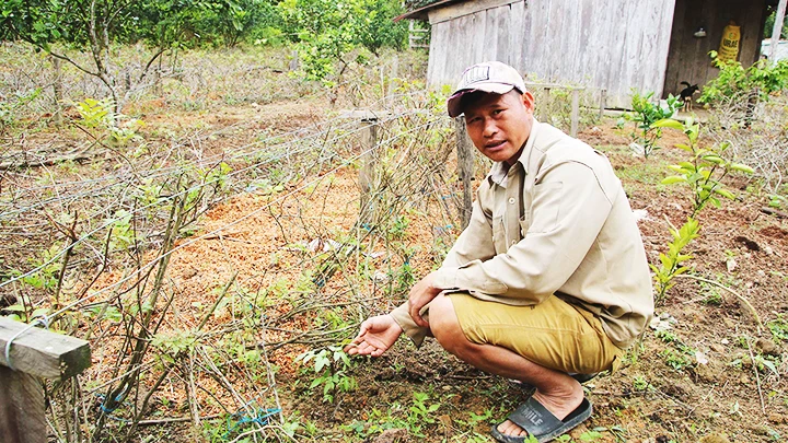 Anh Đoàn Xuân Lợi phát triển kinh tế từ lá chè dây. 