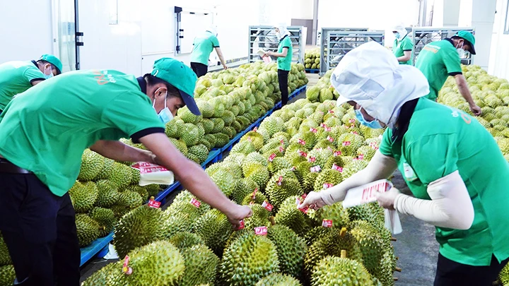 Sầu riêng xuất khẩu sang thị trường Trung Quốc đang tăng trưởng mạnh. Ảnh: ĐÀO NGỌC THẠCH