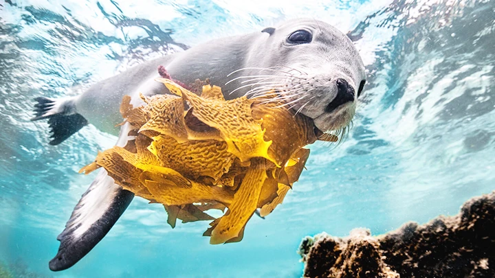 Một bức ảnh trong dự án 100 For the Ocean. Ảnh: TOM CANNON