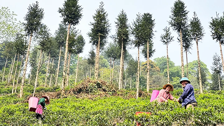 Thu hoạch ở đồi chè Cao Sơn.