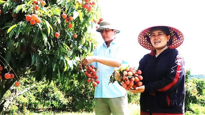 Bà Lê Thị Hải ở thôn 10, xã Ea Sar, huyện Ea Kar vui mừng vì vải năm nay vừa được mùa, được giá.