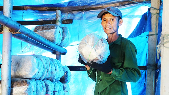 Ông Thái Tấn Dũng xếp bánh rơm cho vụ nấm mới.