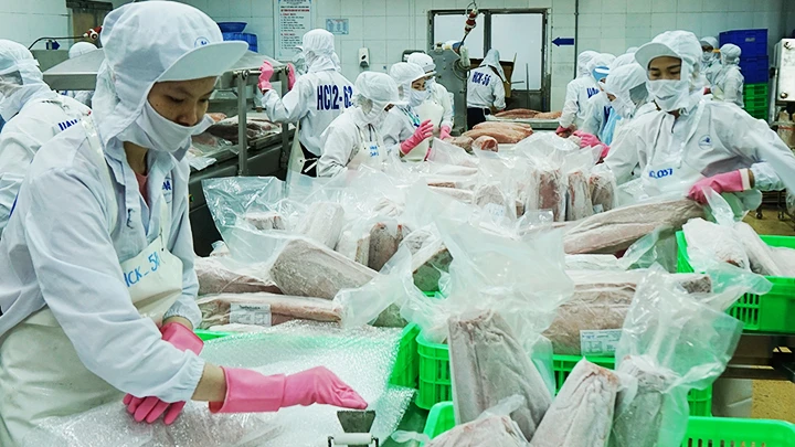 Chế biến cá ngừ xuất khẩu. Ảnh: NGUYỄN NAM