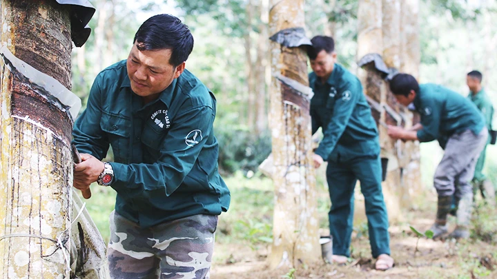 Giàng A Sì cùng công nhân đội Mường Pồn 2 làm việc tại vườn cao-su.
