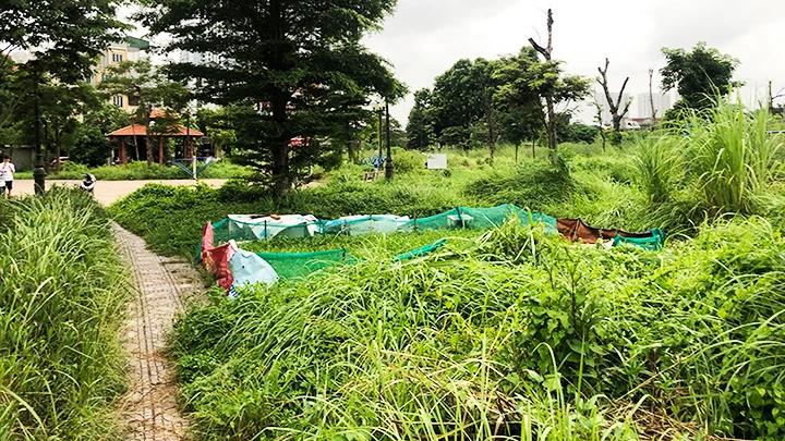 Một góc Công viên cây xanh Ao Bồ Kết cỏ dại mọc um tùm.