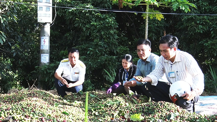Kiểm tra việc thu mua, sơ chế cà-phê.