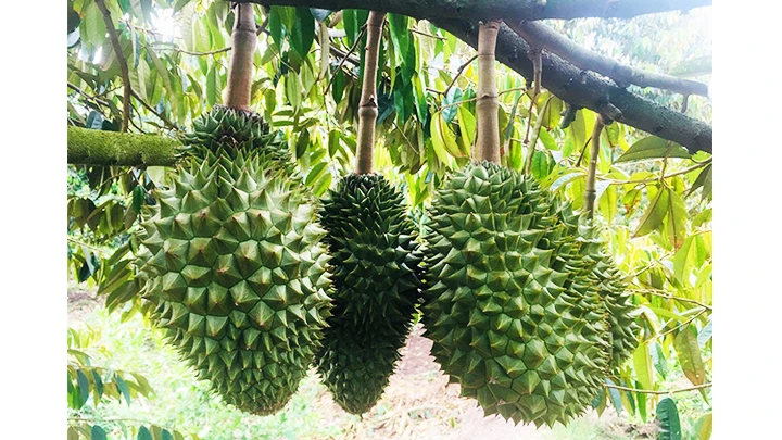 Sầu riêng được trồng ở xã Vĩnh Nhuận (huyện Châu Thành, An Giang). Ảnh: BÁO AN GIANG