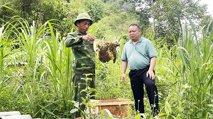 Nghề nuôi ong lấy mật đang gặp nhiều khó khăn.