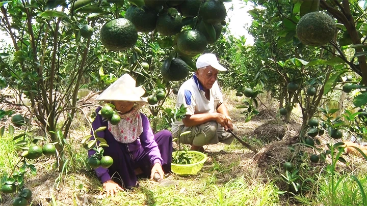 Vườn cam nhà ông Phiệt.