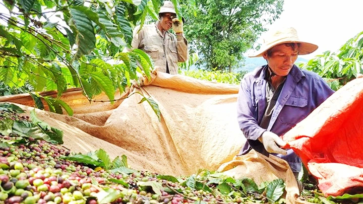 Người trồng cà-phê ở Đắk Lắk năm nay có thu nhập cao.