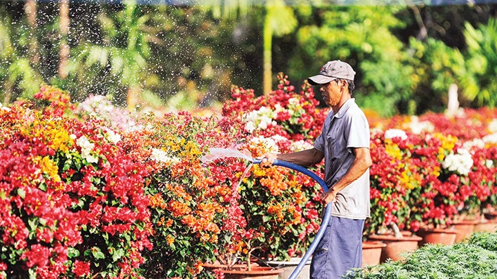 Các nhà vườn trồng hoa và cây cảnh tại TP Hồ Chí Minh, Bình Dương và Đồng Nai đang vào mùa cung cấp cho thị trường Tết 2025.